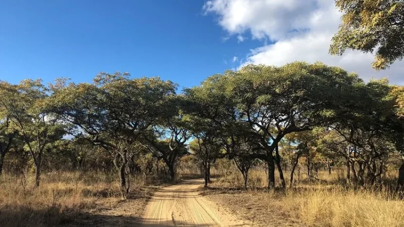 Bushveld-Matamba