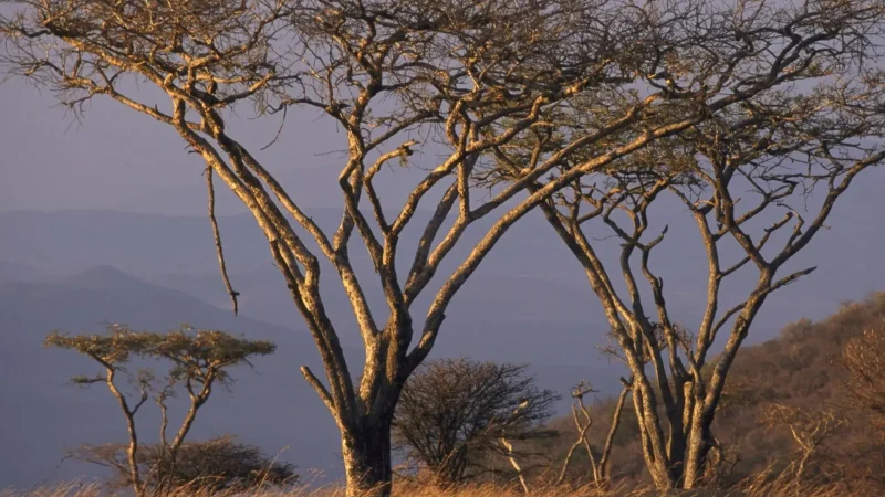 Bushveld_Landscapes_тАУ_Classic_African_scenery_04