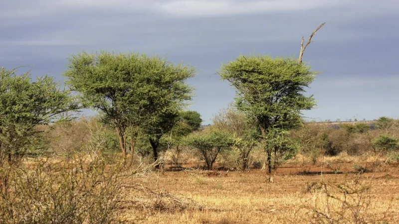 Bushveld_Landscapes_тАУ_Classic_savannah_scenery_04