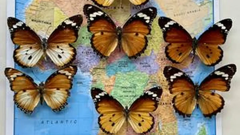 Butterflies_for_Africa_тАУ_Butterfly_conservation_center_06