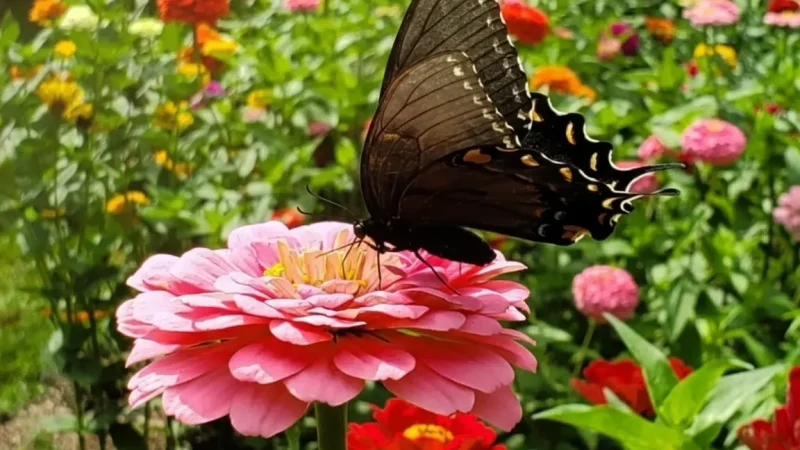 Butterfly Garden(1)