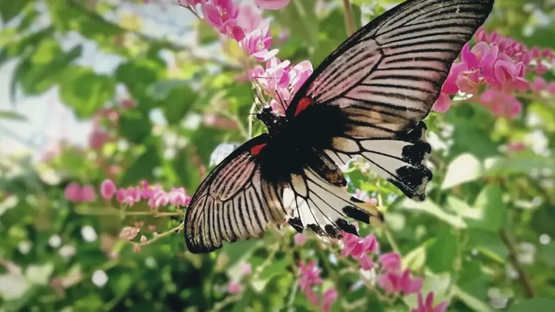 Butterfly Park Tabanan(4)