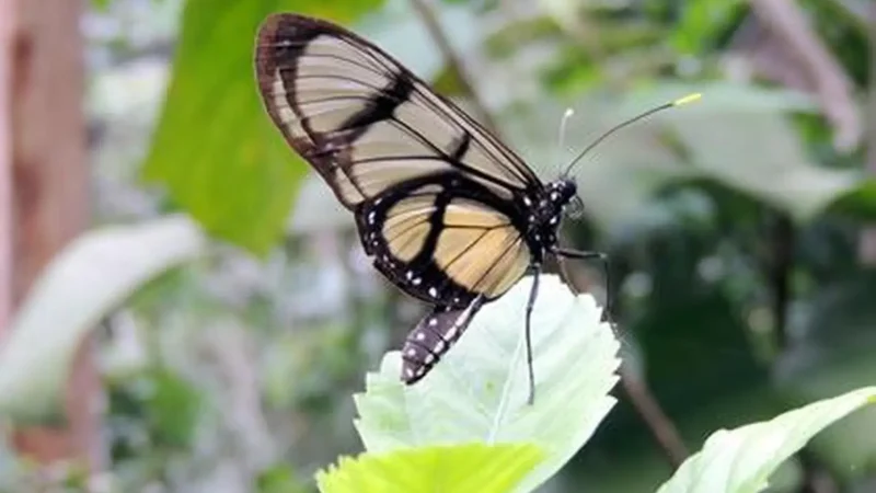 Butterfly_Habitats_–_Insect_observation_zones__05