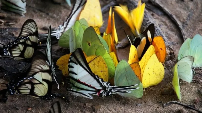 Butterfly_Habitats_–_Insect_observation_zones__06