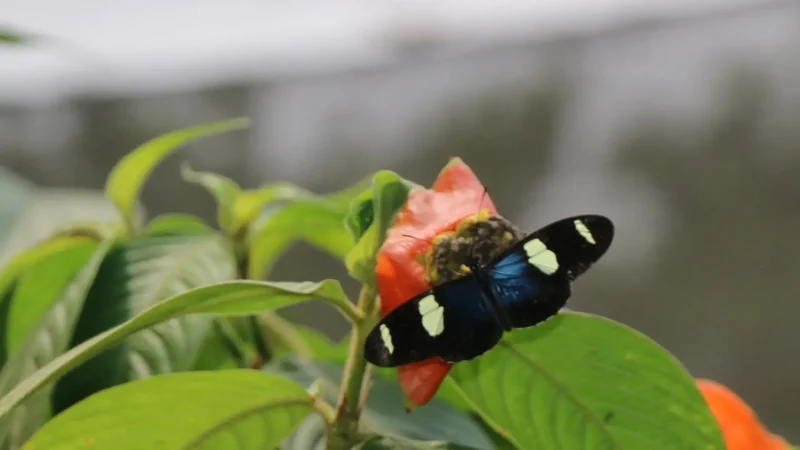 Butterfly_House_–_Educational_conservation_site__02