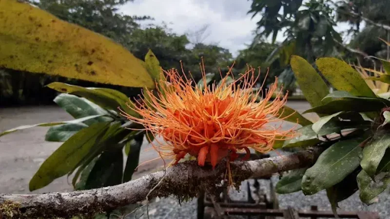 CATIE Botanical Garden1