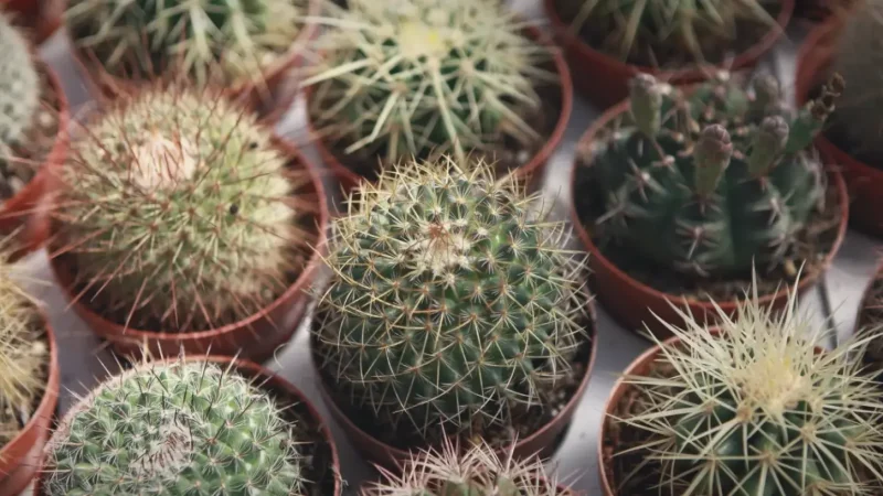 Cactus Valley(3)
