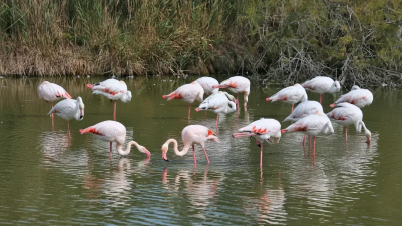 Camargue National Park(4)