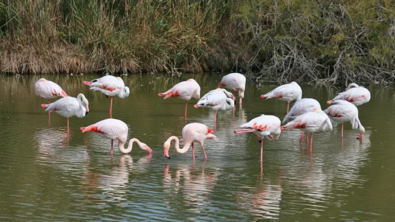 Camargue Natural Park(3)