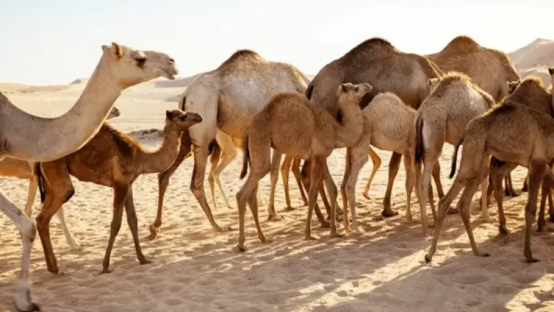 Camel Farms in Al Abraq6