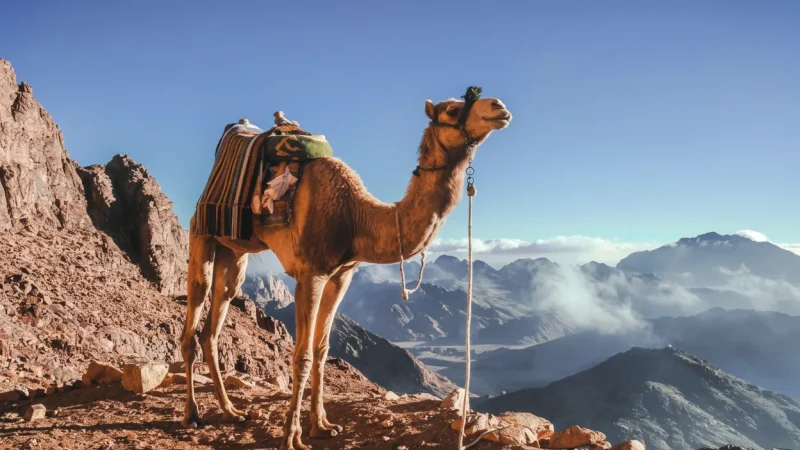 Camel Path Trail – Traditional ascent route(6)