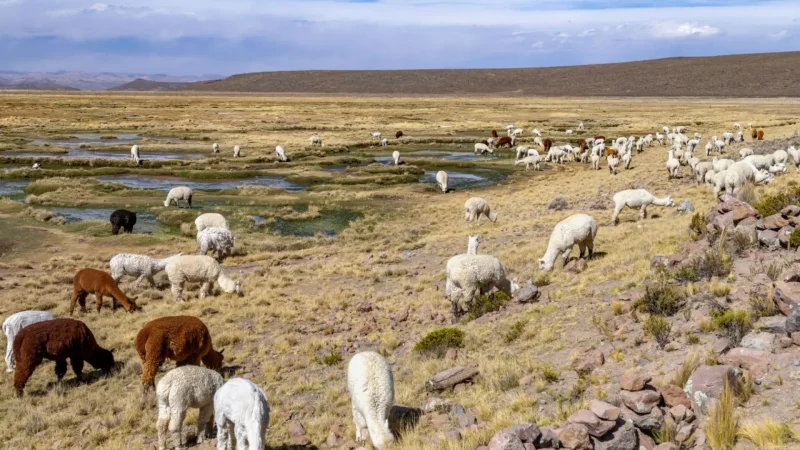 Camelid_Grazing_Areas_–_Llama_and_alpaca_fields__02