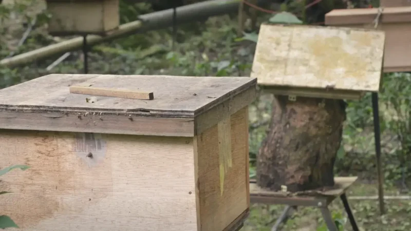 Cameron Bee Farm(2)