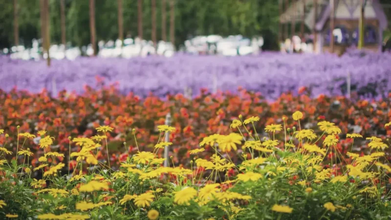 Cameron Lavender Garden(4)