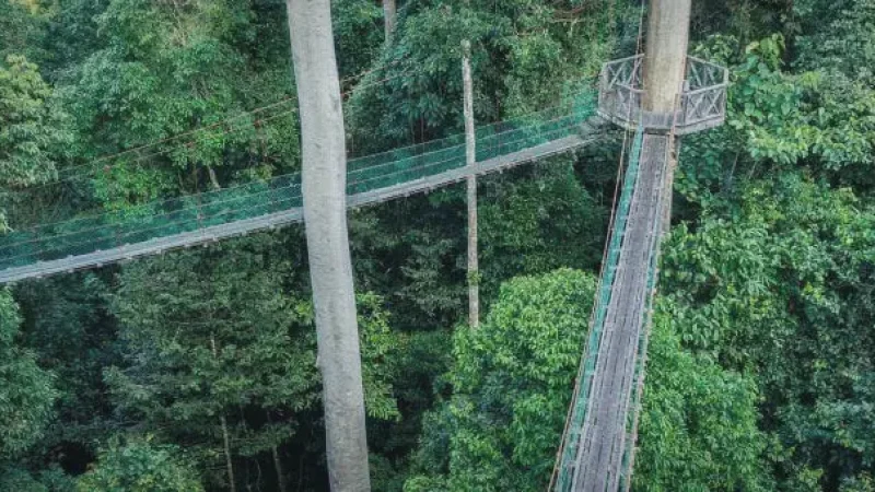 Canopy Walk Poring(3)