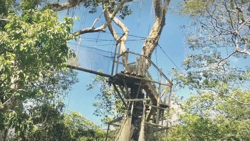 Canopy Walkways – Elevated forest paths(5)