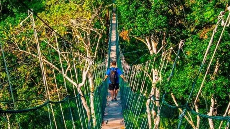 Canopy_Walkways_–_Elevated_forest_views__04