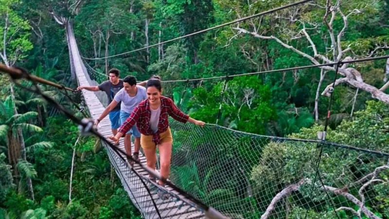 Canopy_Walkways_–_Elevated_forest_views__05