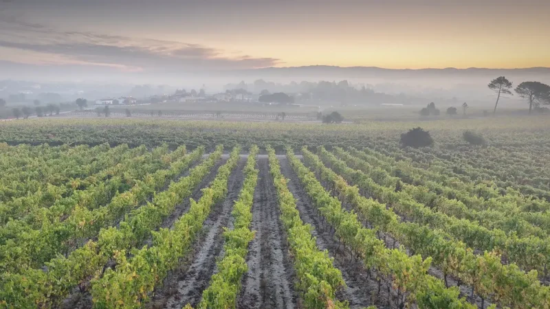 Cantanhede Vineyards(3)