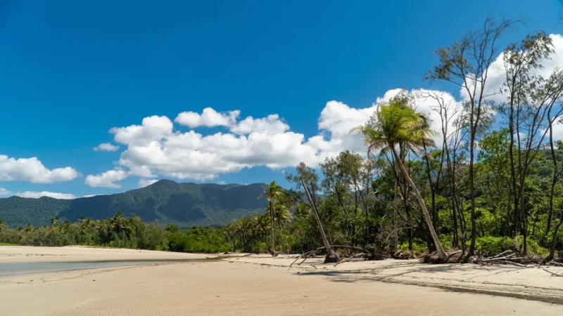Cape Tribulation – Where rainforest meets the reef(3)