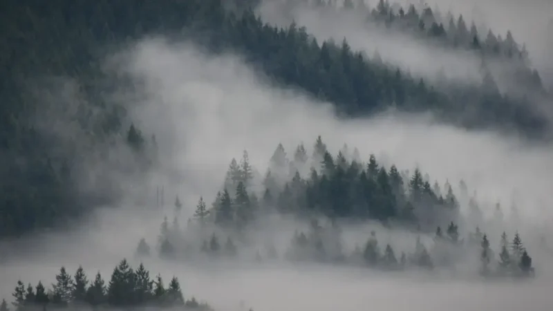 Capilano Photography Viewpoints – Best photo spots(5)