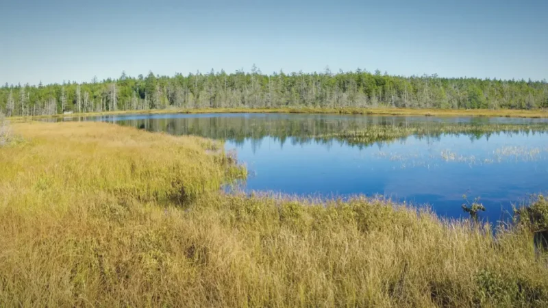 Caribou Plains – Open marshland views(5)