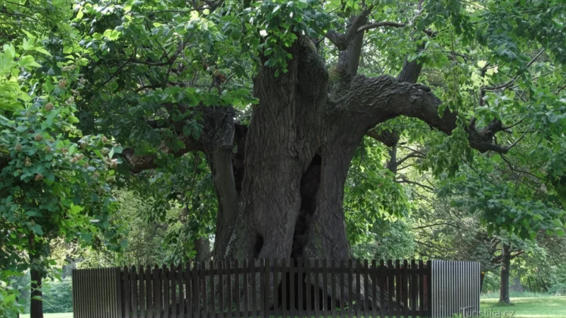 Castle Park – Landscaped Green Area(3)