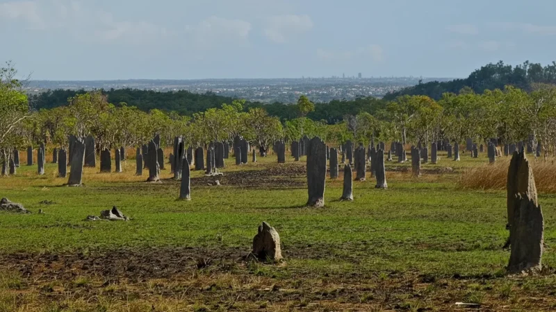 Cathedral Termite Mounds – Cathedral-shaped termite mounds(6)