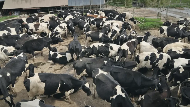 Cattle Village(3)