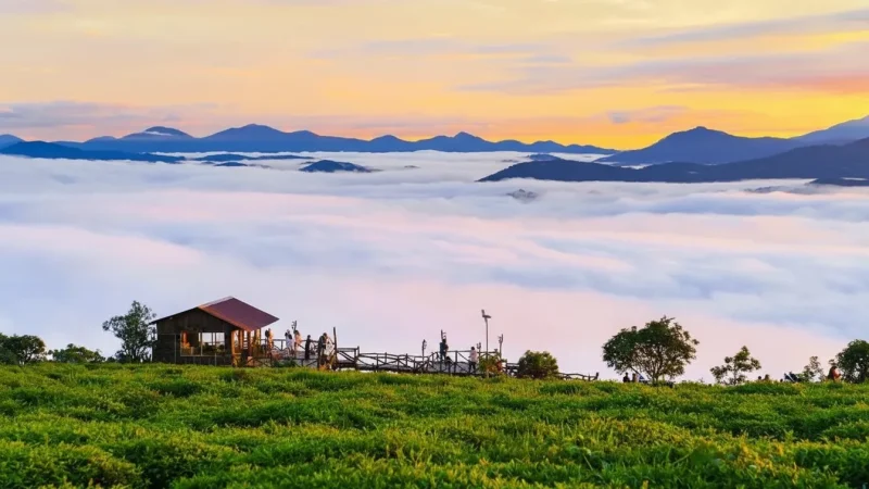 Cau Dat Tea Hill – Wide Tea Plantation Views(2)