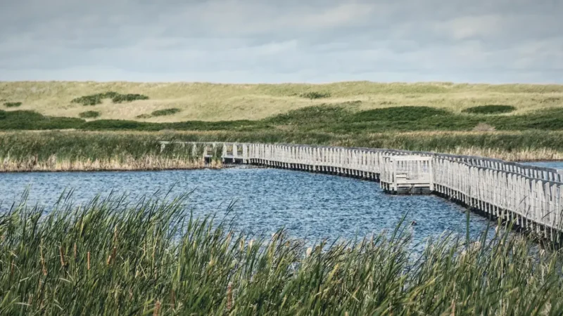 Cavendish Dunelands – Nature walking area(5)