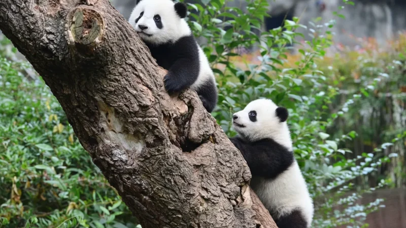 Chengdu Research Base of Giant Panda Breeding(5)