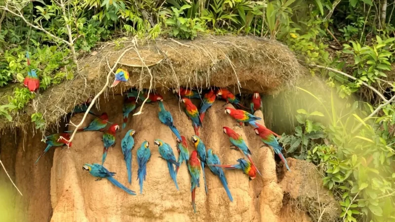 Clay_Licks_(Collpas)_–_Parrot_and_macaw_gathering_sites__04