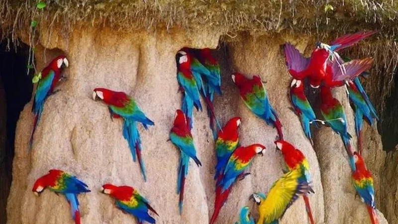 Clay_Licks_–_Macaw_and_parrot_gathering_areas__05