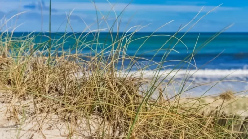 Coastal Dunes(1)