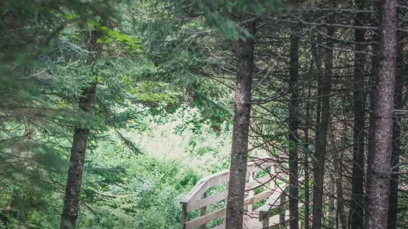 Coastal Forest Trails(4)