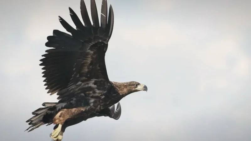 Coastal Wildlife Areas – Bird Watching(4)