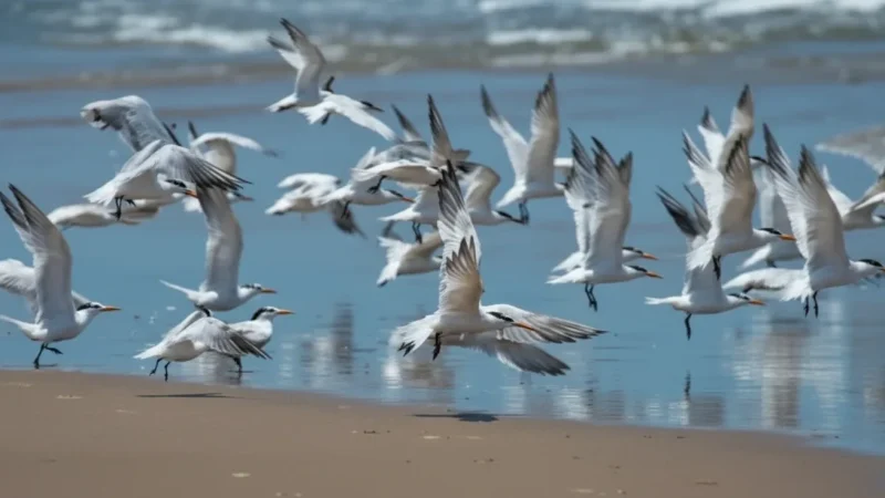 Coastal Wildlife Zones(1)