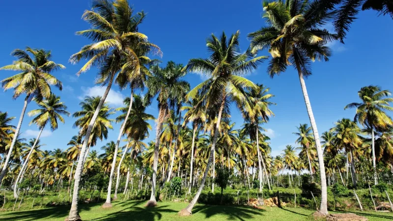Coconut & Cashew Plantations2