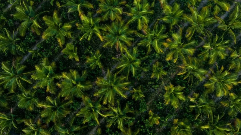 Coconut Farms – Agricultural Areas(3)