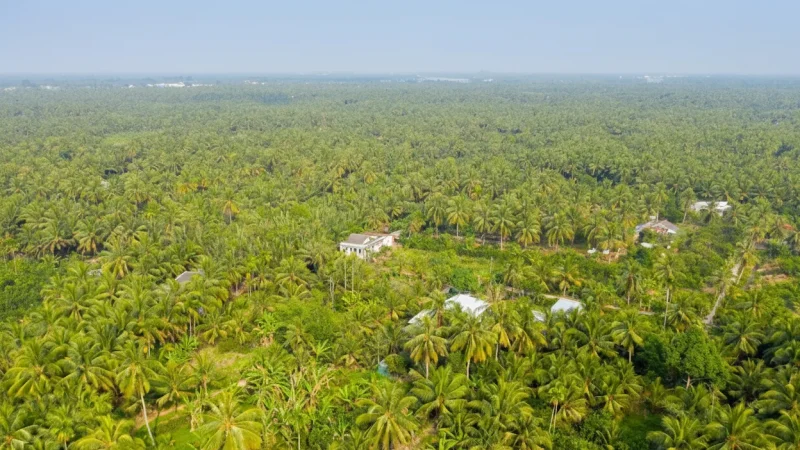 Coconut Gardens – Traditional Coconut Areas(6)