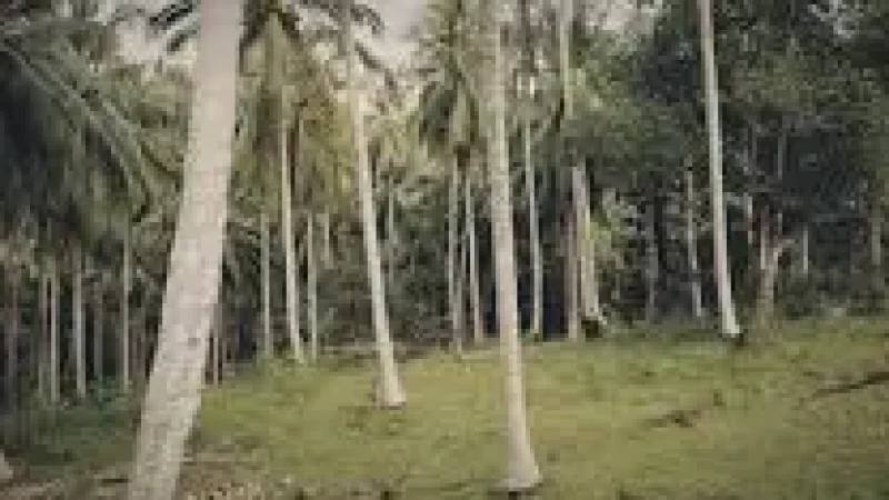 Coconut Grove – Natural shade and a peaceful(3)