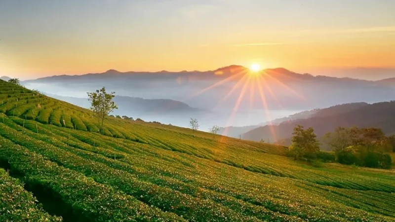 Coffee Farm Hills – Dalat Specialty Coffee Landscapes(3)