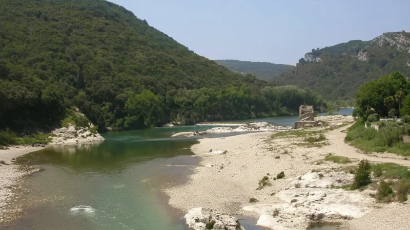Collias(3)