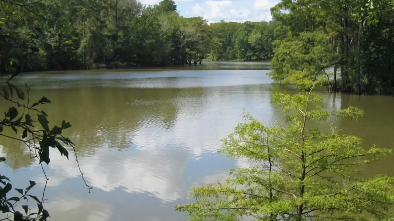 Cookes_Lake_тАУ_Birdlife_and_picnic_area_04
