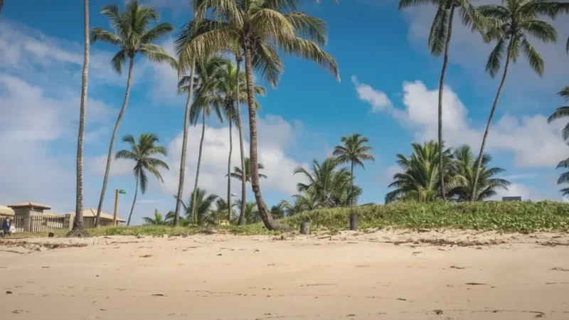 Coqueiros Beach – Calm waters and palm trees(1)