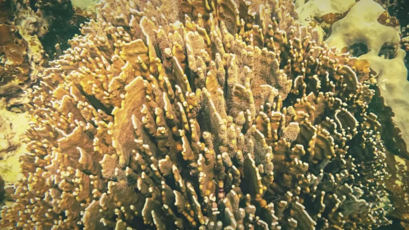 Coral Garden Areas – Snorkeling Zones (Samal Island)(2)
