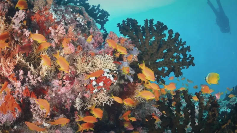 Coral Garden (Colorful Marine Zone)(2)