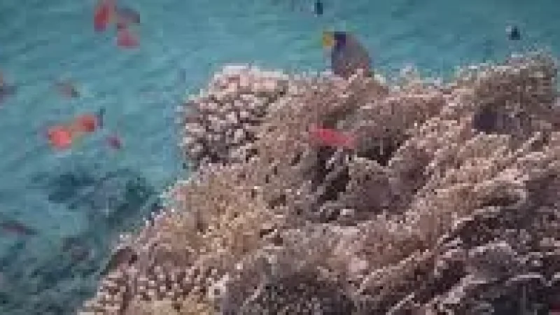 Coral Patch Reef –(2)