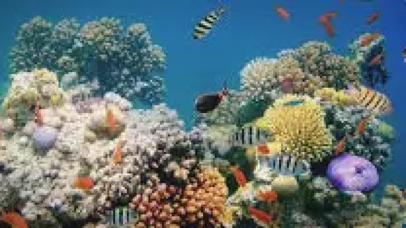 Coral Reef Garden – A colorful shallow coral(2)